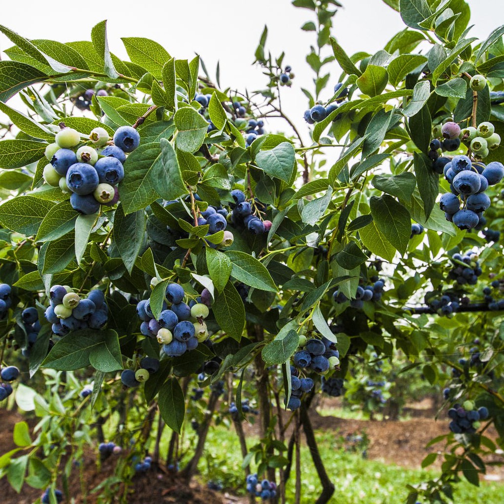 2 Bibit Blueberry Import Benih Buah Blueberry Berkualitas Super Tanaman Blue Berry Premium Unggul