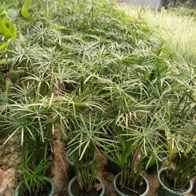 Tanaman Hias Air Lembang - Papyrus Giant