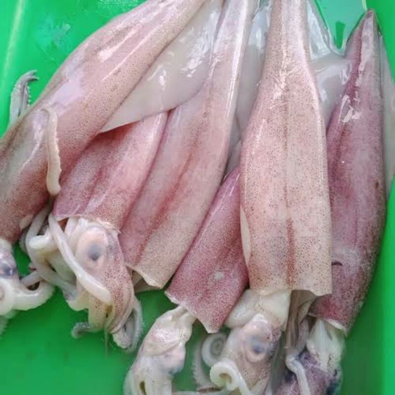 

cumi 500g