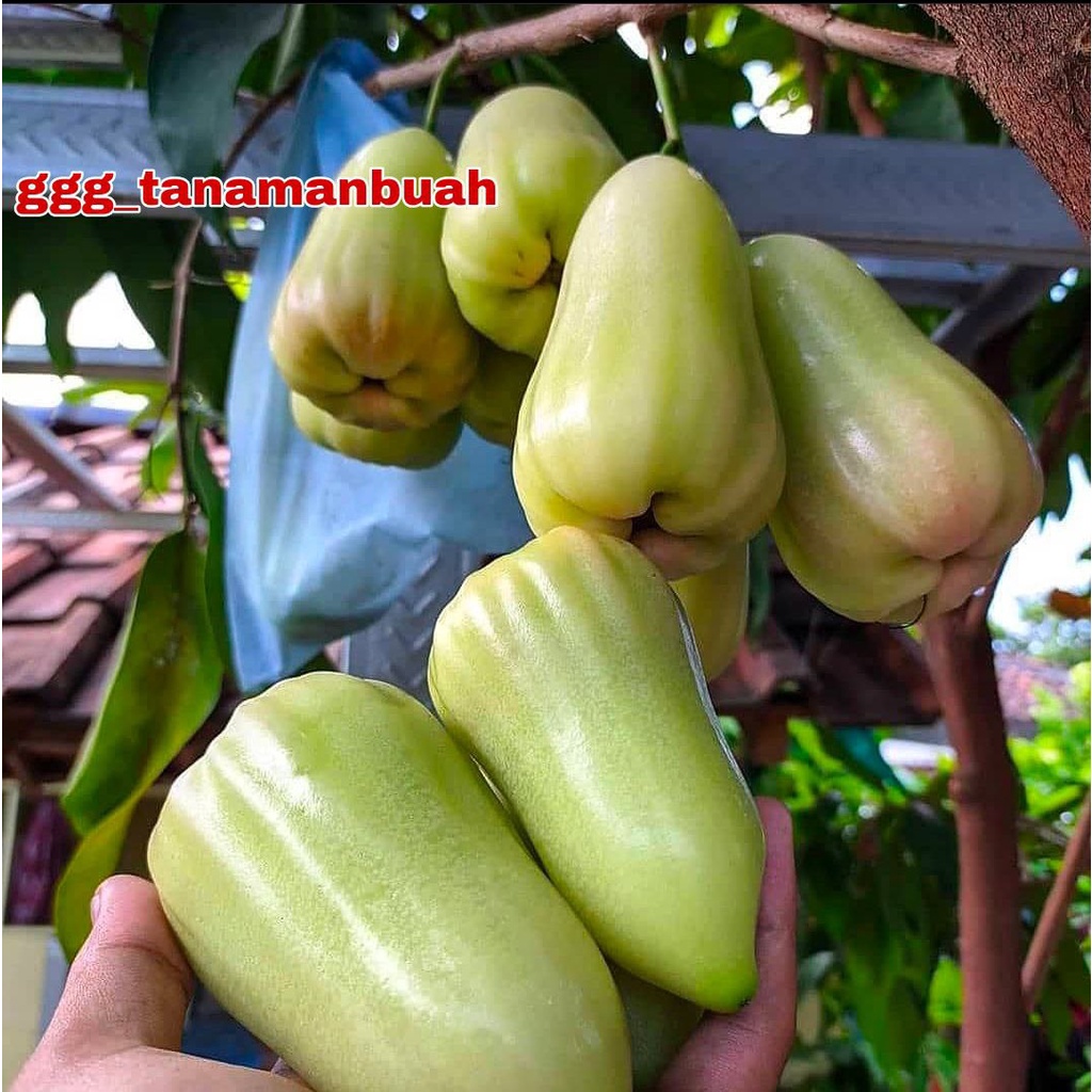 BIBIT JAMBU AIR TAIWAN SUPER GREEN (TSG)