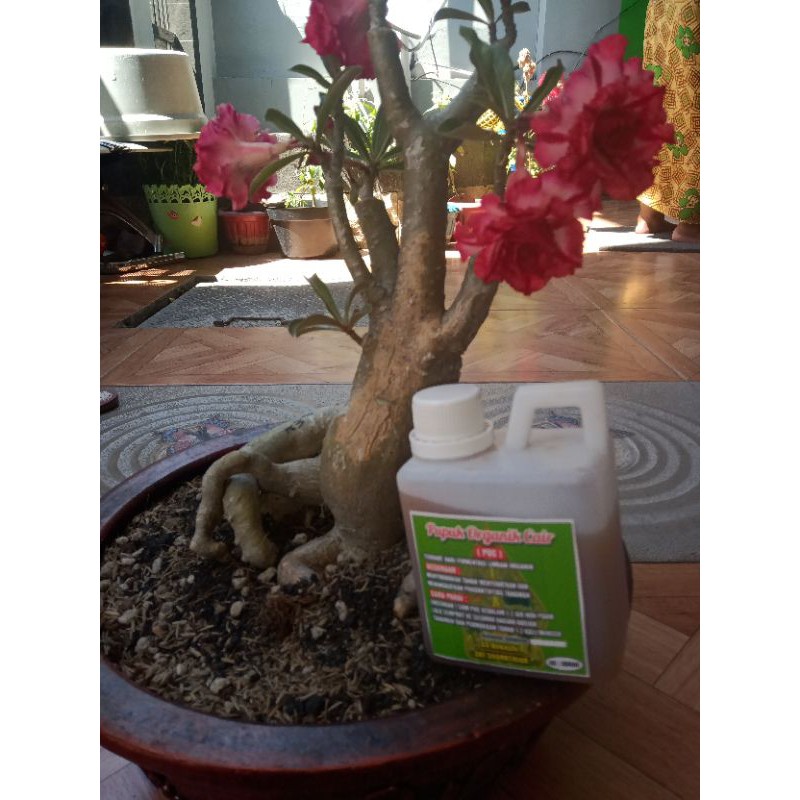 Pupuk organik cair (POC) SS Bokashi