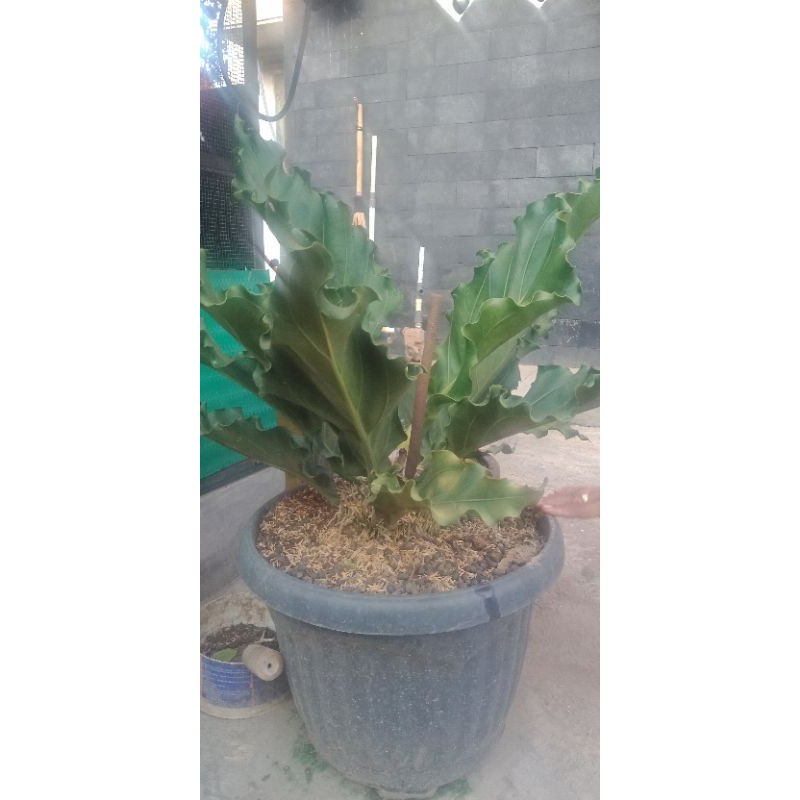 Tanaman hias gelombang cinta