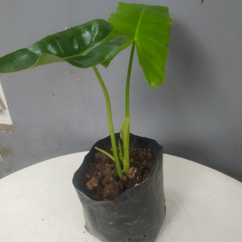 philodendron burlemarx