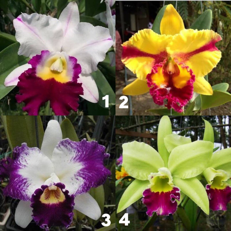 Anggrek Cattleya Hybrid Remaja