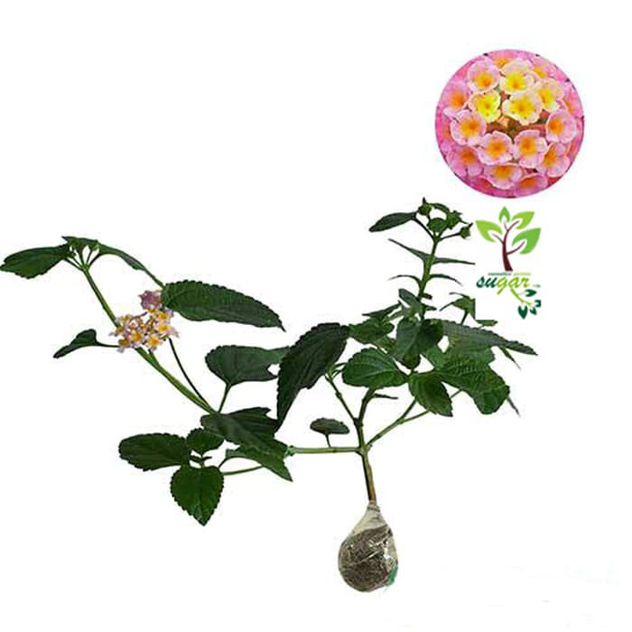 tanaman lantana pink / tembelek an / waung