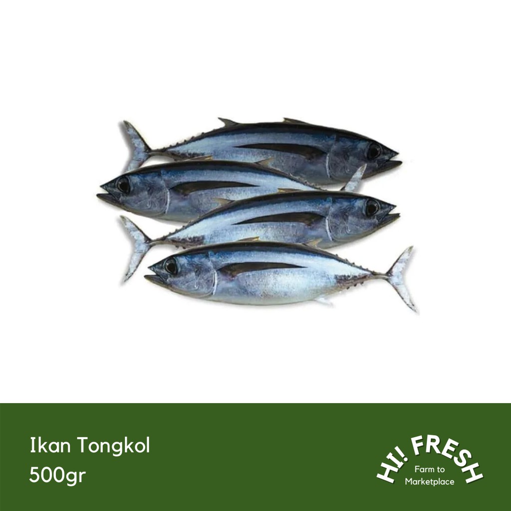 

Ikan Tongkol 500gr