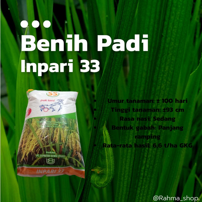 BENIH PADI INPARI 33 BIBIT PADI UNGGUL BERSERTIFIKAT