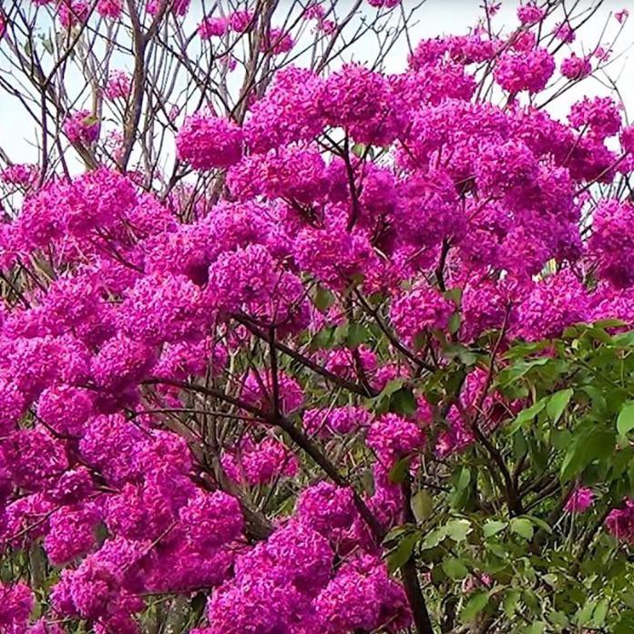 5 Bibit Bunga Tabebuya Pink Magenta Sakura Shopee 5 Bibit Bunga Tabebuya Pink Magenta Sakura Shopee