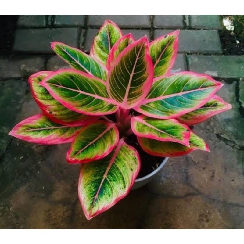 bibit bonggol aglonema Lotus