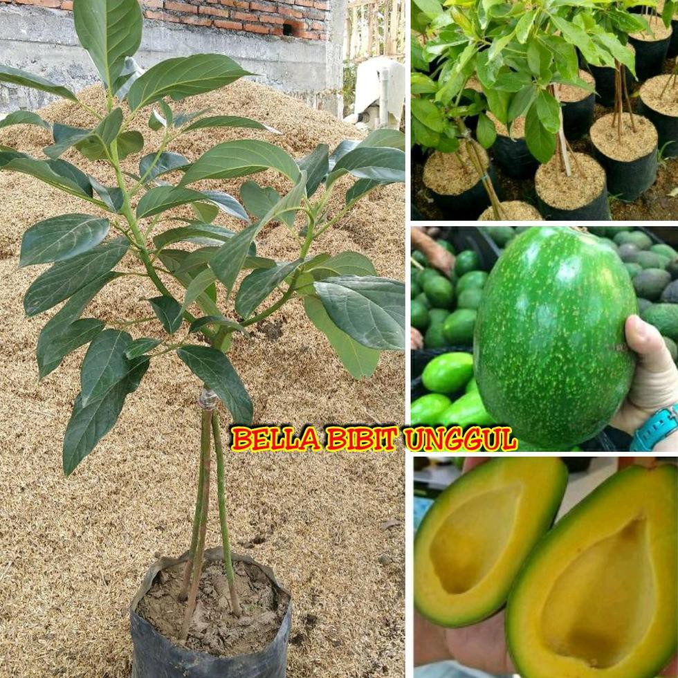 R01 BIBIT BUAH ALPUKAT MENTEGA JUMBO KAKI 3 SUPER KW A1