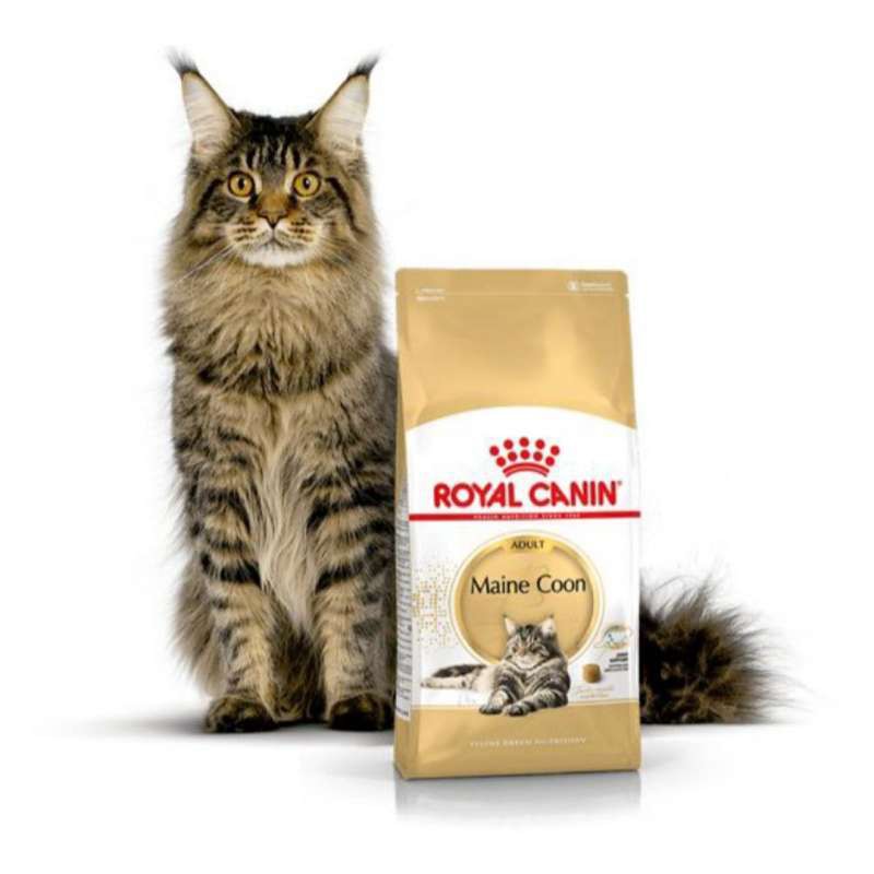 royal canin mainecoon adult 400gr rc maine coon dewasa 400 gr makanan kucing