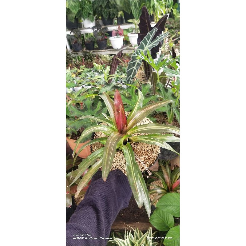 Bromelia Tricolor