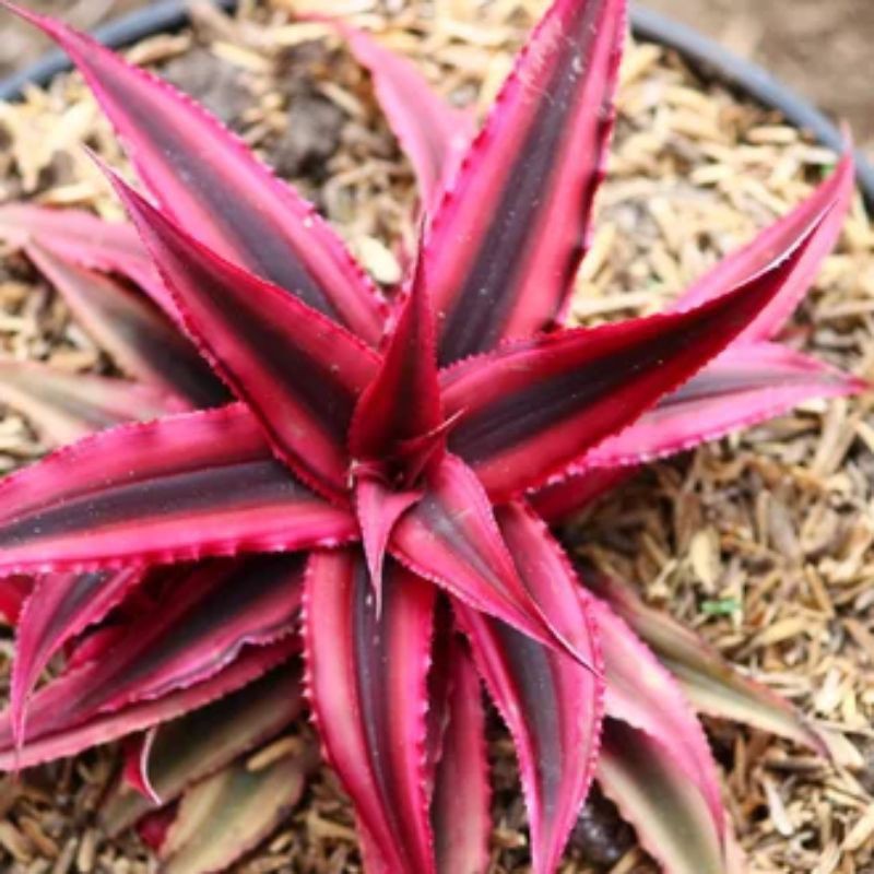 Tanaman Indoor Bromelia - Cryptanthus Bromeliant Merah