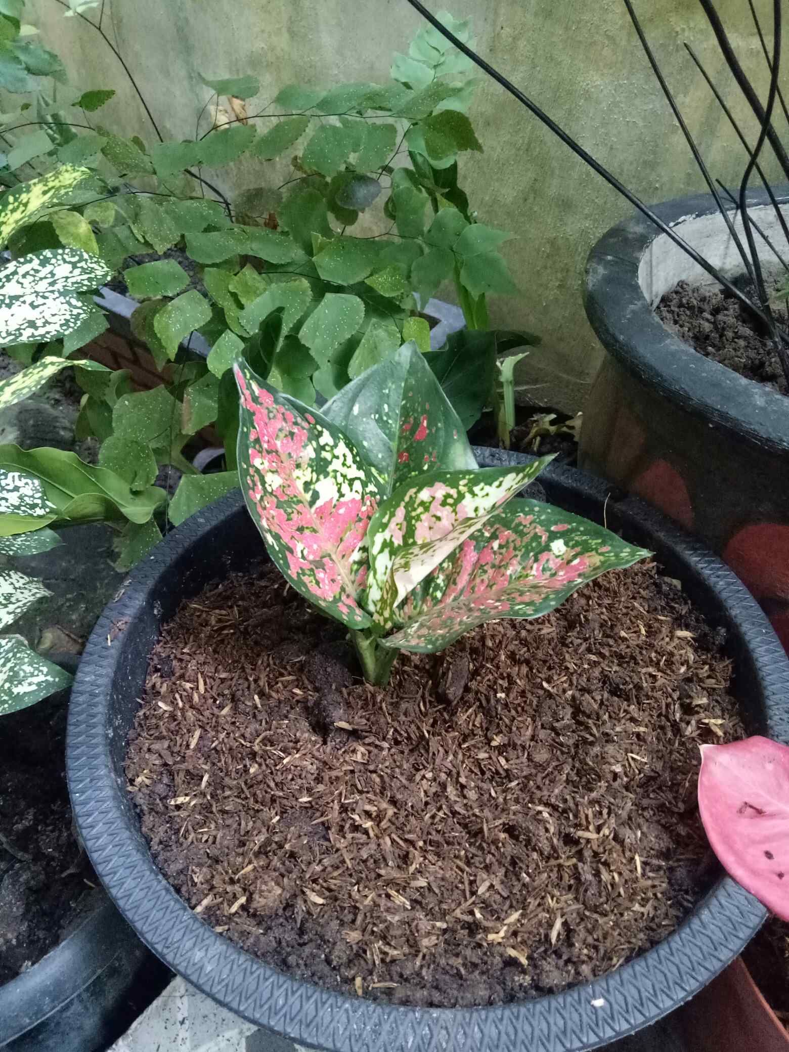 Aglaonema Dud Tri Colour/bunga Tri Colour