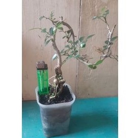 Bonsai Mame Kemuning Jepang