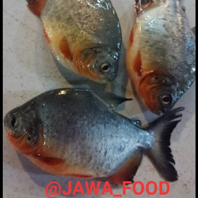 

IKAN BAWAL FRESH / 1kg