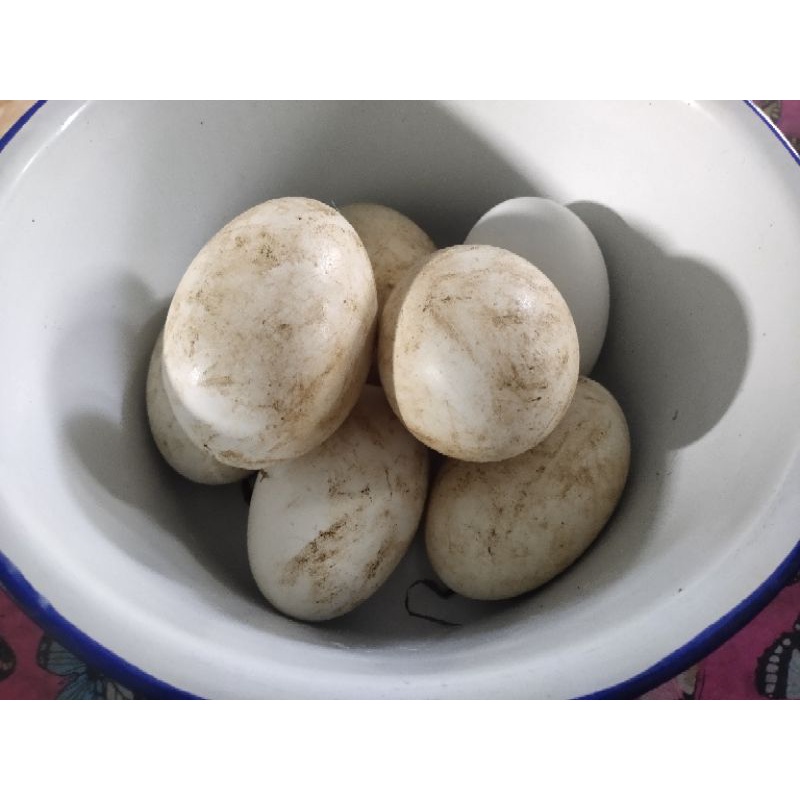 

telur angsa