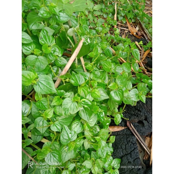 

Tumpang Air Sirih Cina Herba