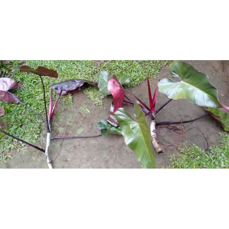 Philo darklord-philo merah ati-philo merambat-philo cantik-philodendron