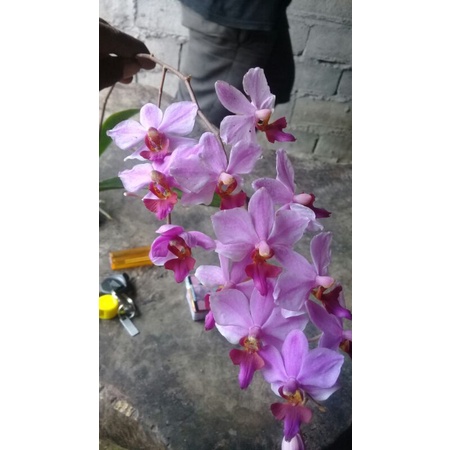 Anggrek doritis dewasa