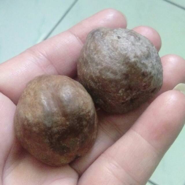 Muncang adu jalim jawa ori pelak kaliwiro