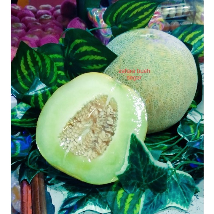 

MELON ( 1 glondong)
