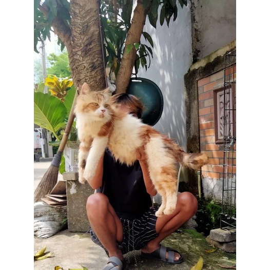 kucing persia norwegia bigbon