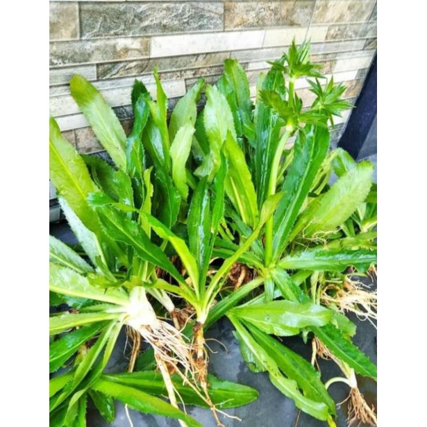 Walang Sangit - Walang cina umpan pancing ikan 100 grm