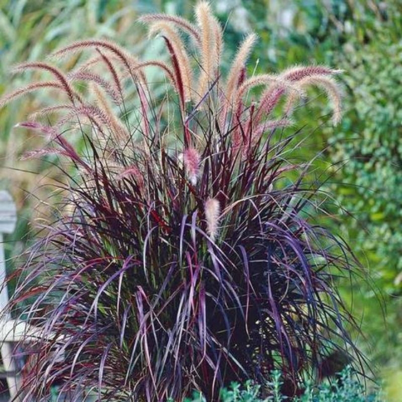 Tanaman Hias Red Crimson Fountain Grass