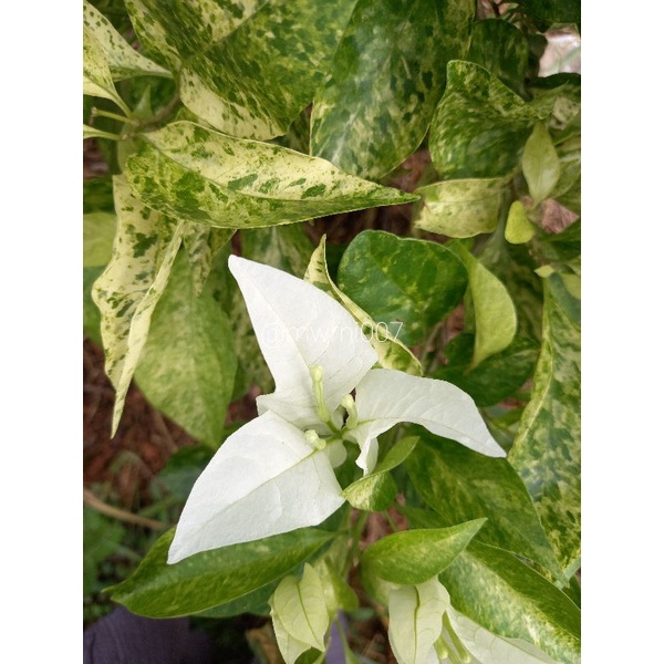 Bougenville Putih Bangkok Varigata