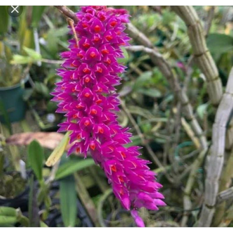 anggrek dendro scundum kecil