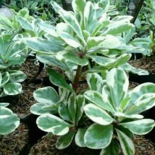 Tanaman hias gingseng hijau varigata-bibit tanaman hias-pohon tanaman hias hidup-tanaman hias bagus