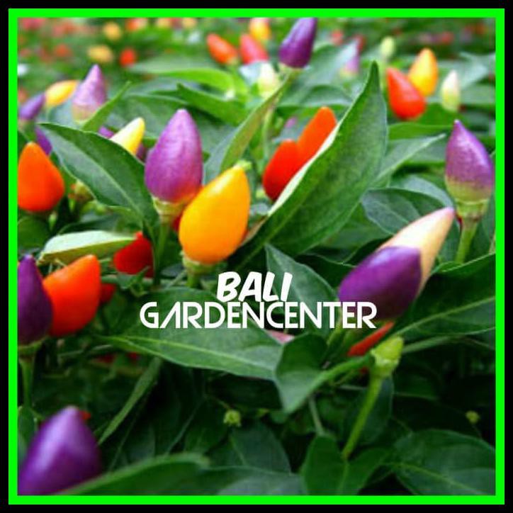 

Ready Stock Cabe - Pepper (Hot) Bolivian Rainbow - Original - Import Au