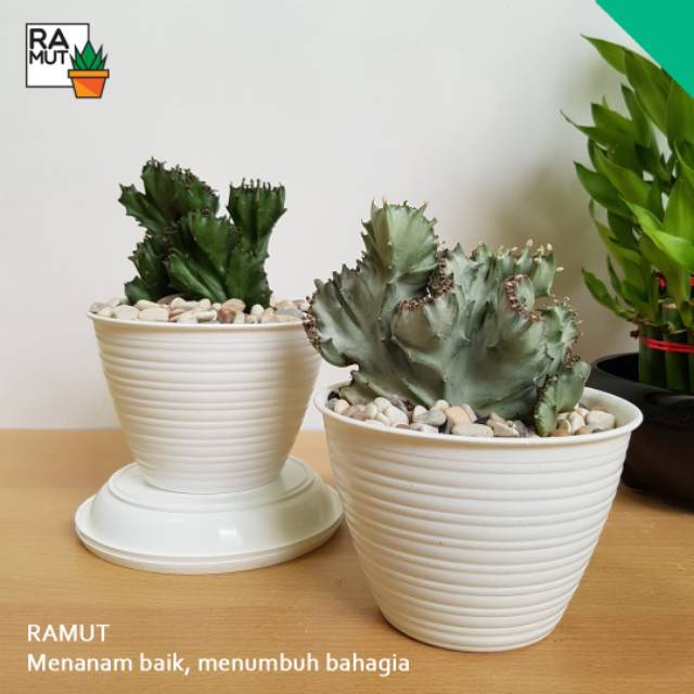 Kaktus Euphorbia Lactea Cristata