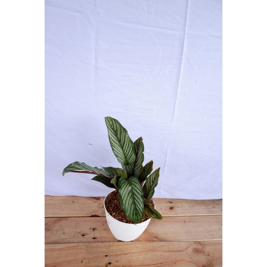 Calathea Sisir - Tanaman Daun