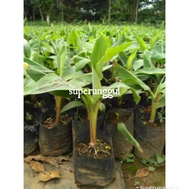 Bibit Pisang Cavendish Terlaris