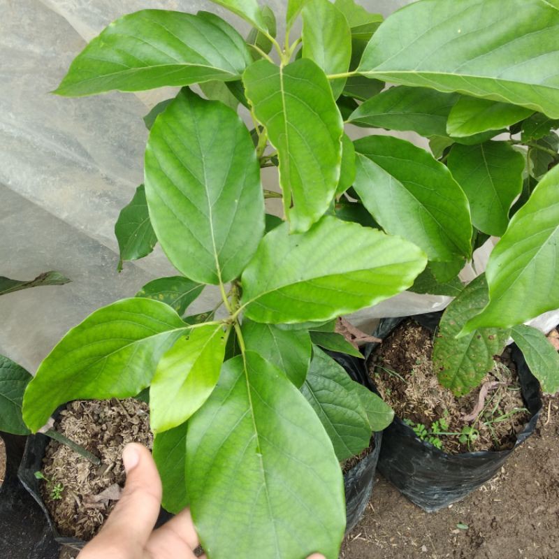 Bibit Alpukat Sab 034