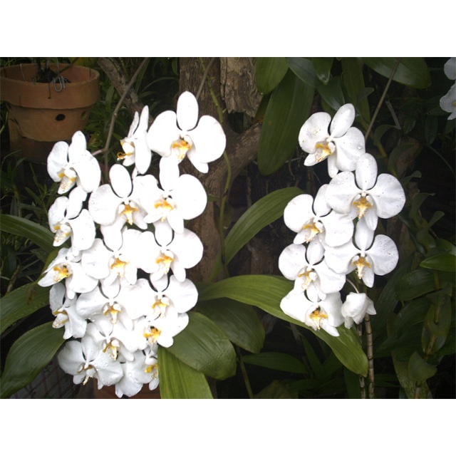 amabilis jawa rawatan