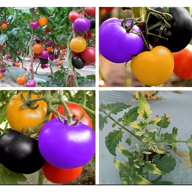 

Benih Biji Tomat Pelangi / Tomat Warna Warni (1 biji)