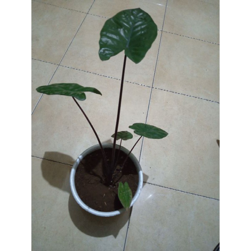 Sente/ lompong hitam, sente black