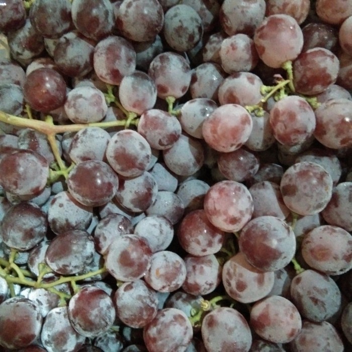 

BUAH ANGGUR RED GLOBE (0,9 - 1 KG)
