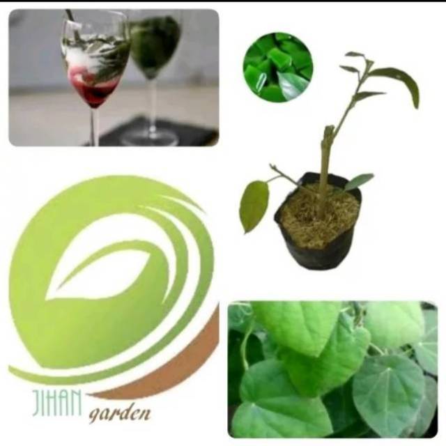 Promo paket 25 biji benih tanaman daun cincau bulu