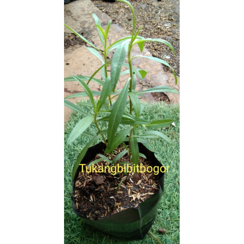 

Tarragon / Dragon's-wort