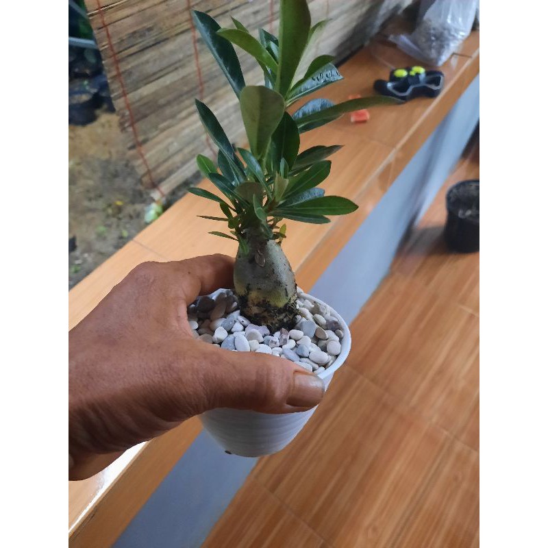 TANAMAN ADENIUM CABSER PLU POT PUTIH