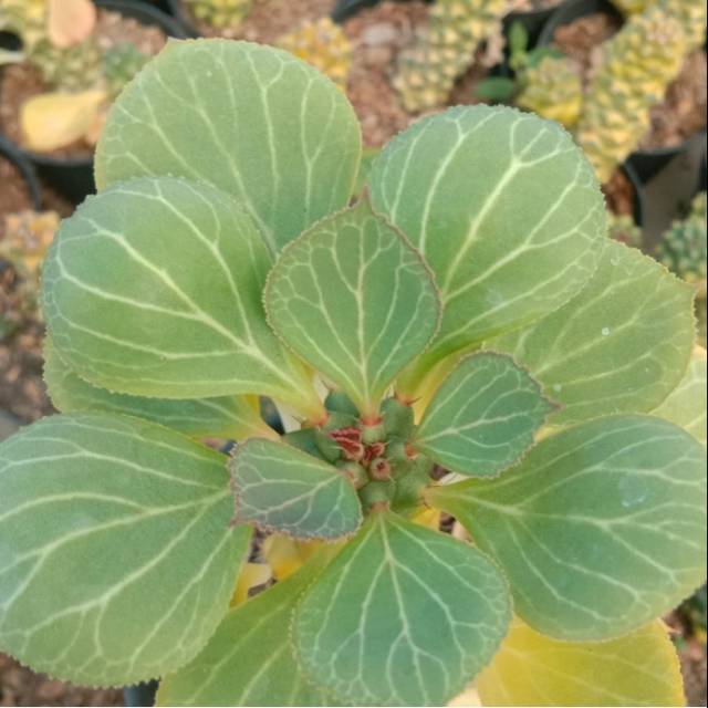 Kaktus Monadenium Sukulen Monadenium