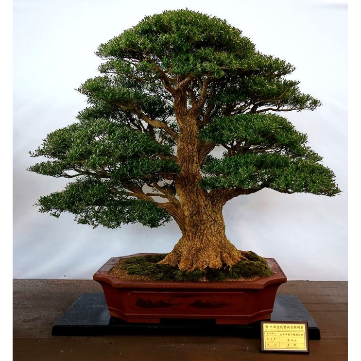 bahan bonsai boksus  rimbun batang tua tanaman hias bahan bonsai