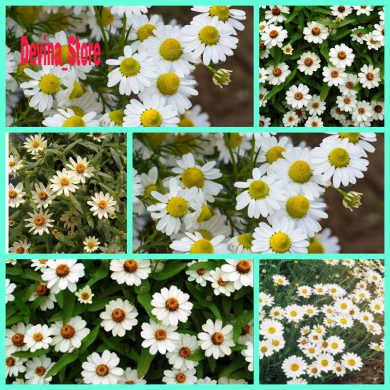 Biji Bunga Zinnia mini (putih)