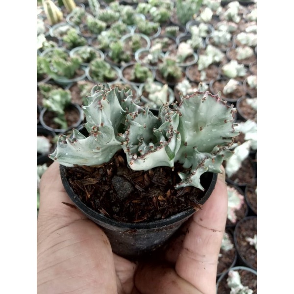 Euphorbia Lactea Cristata Silver