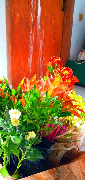 Tanaman Hias Adam Hawa Varigata / Pohon Adam Hawa Varigata