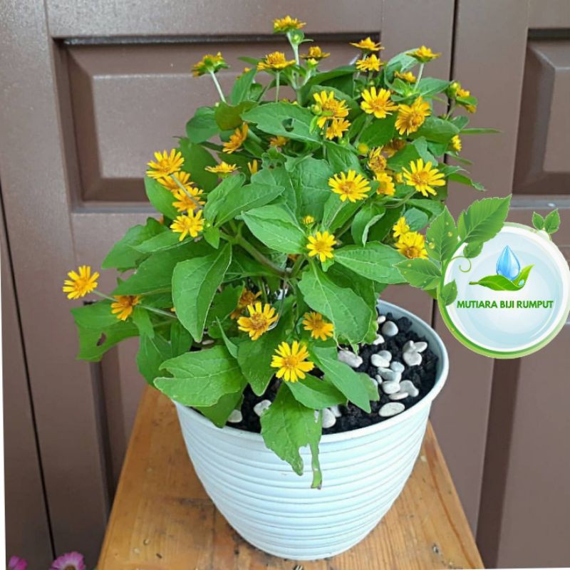 tanaman bunga matahari mini-tanaman hias bunga matahari